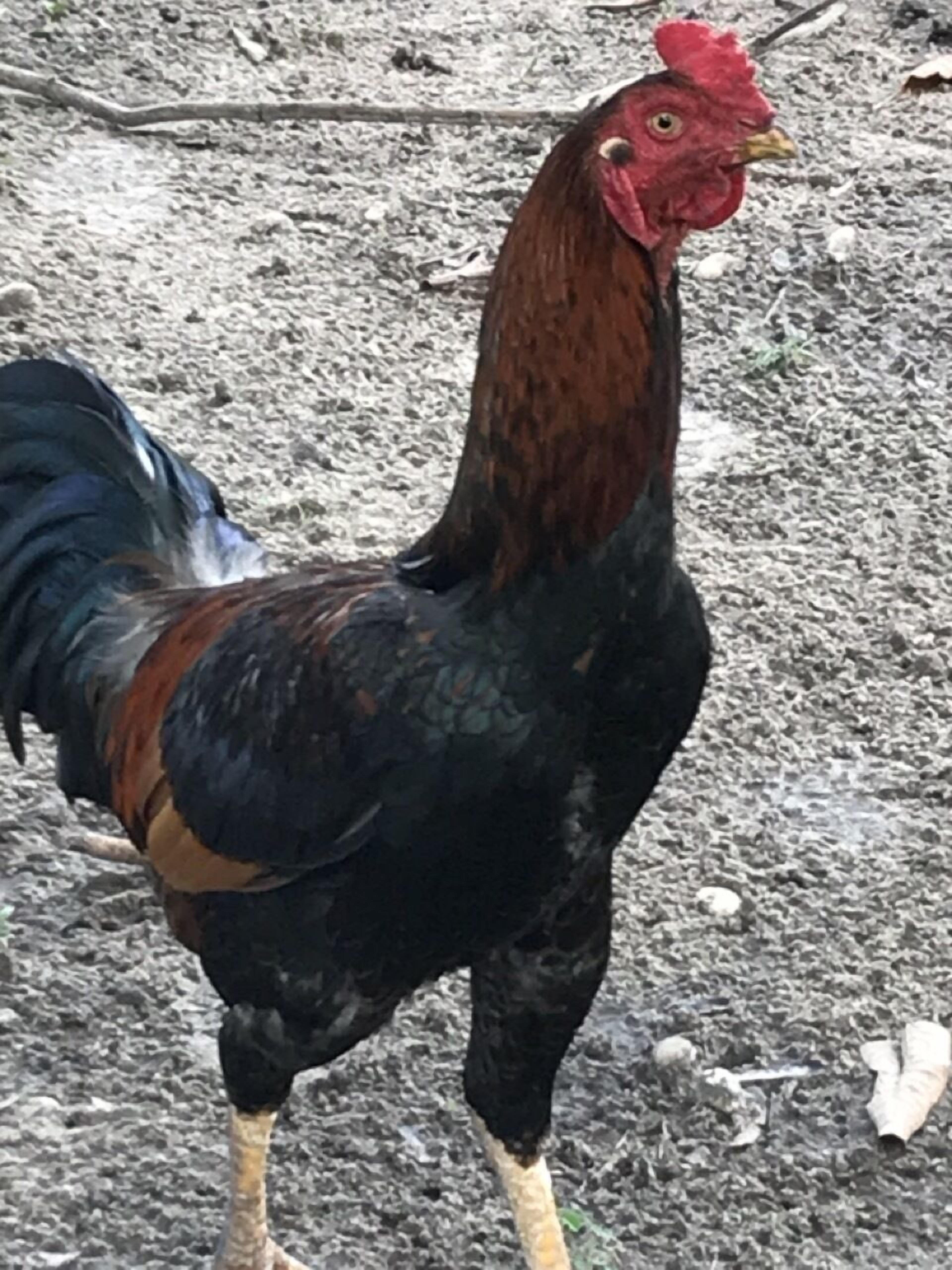 Pousada Flor De Alecrim