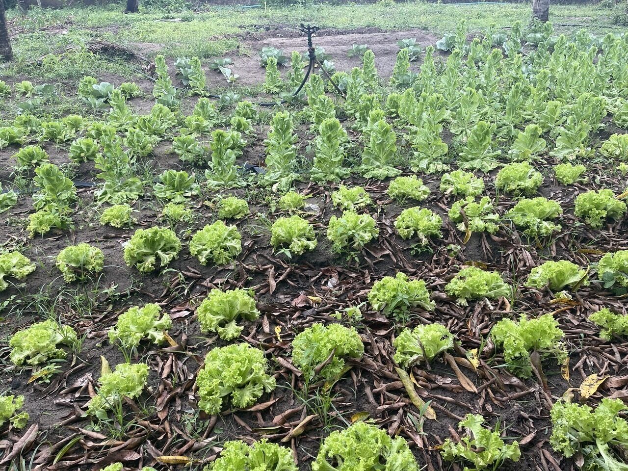 Pousada Flor De Alecrim