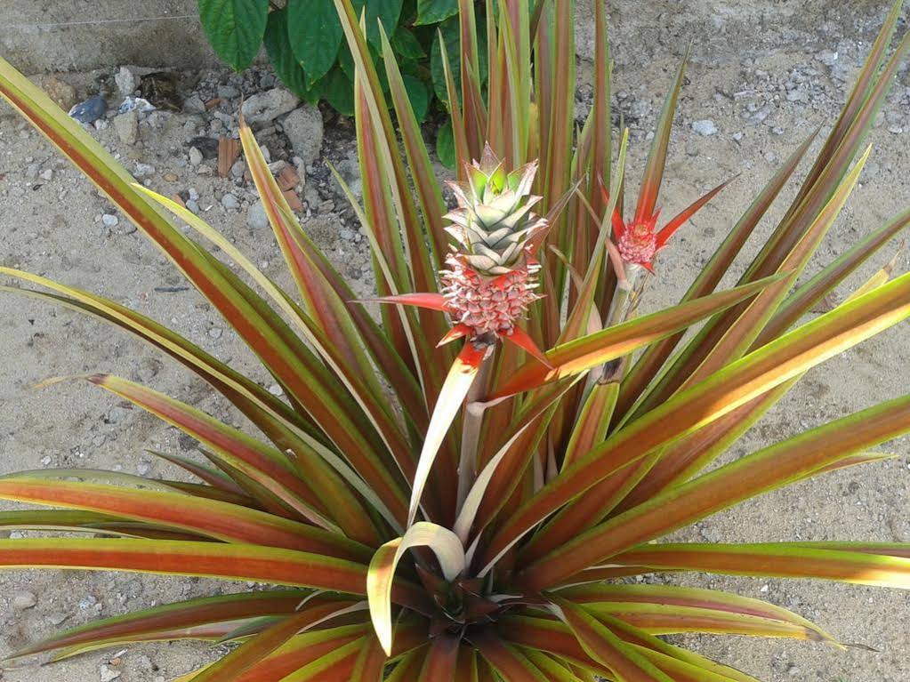 Pousada Taieiras
