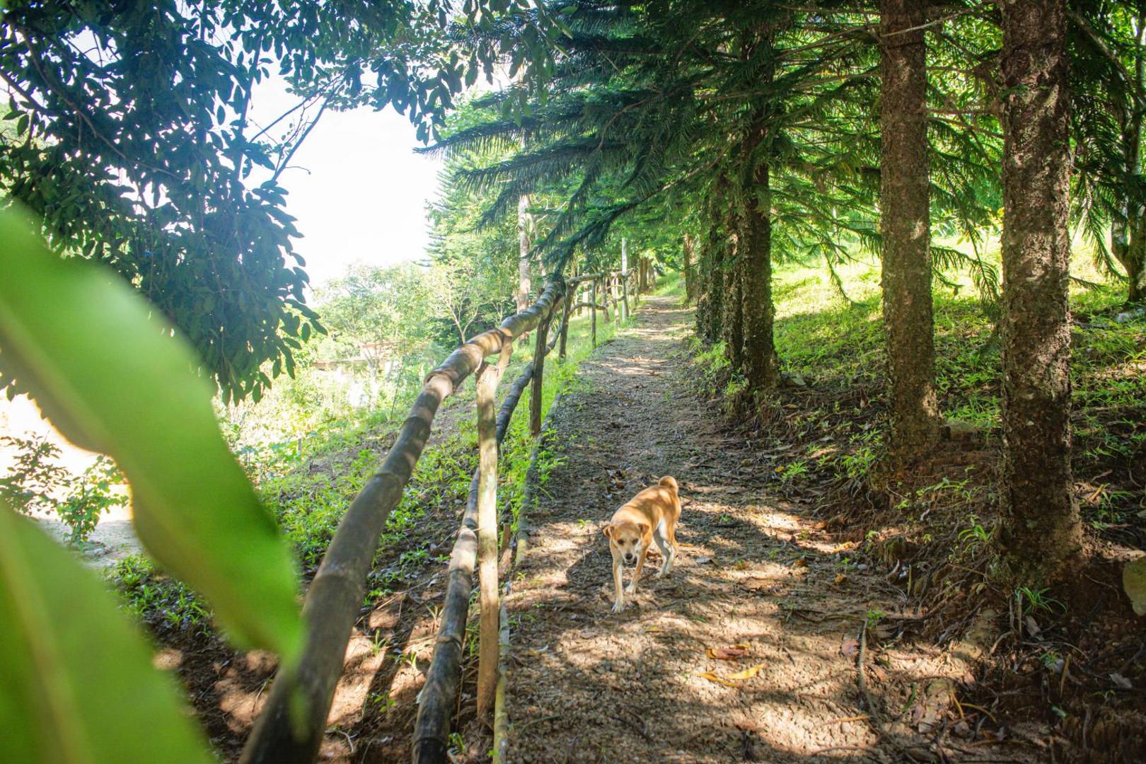 Saíra Recanto De Serra
