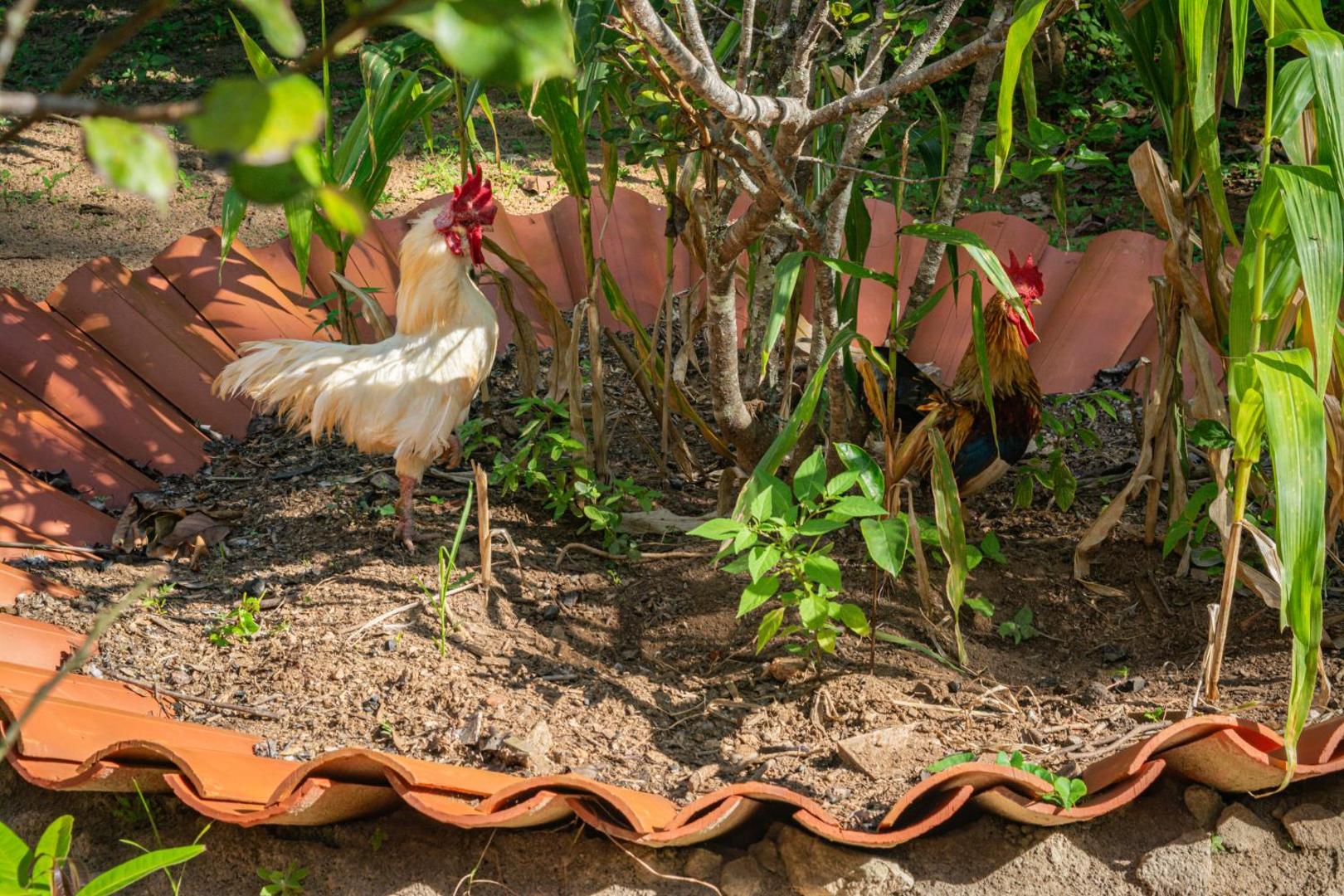 Saíra Recanto De Serra