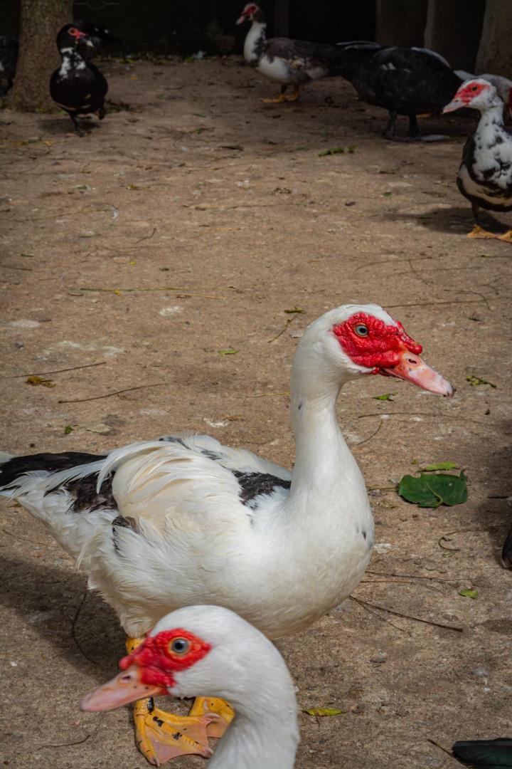 Saíra Recanto De Serra
