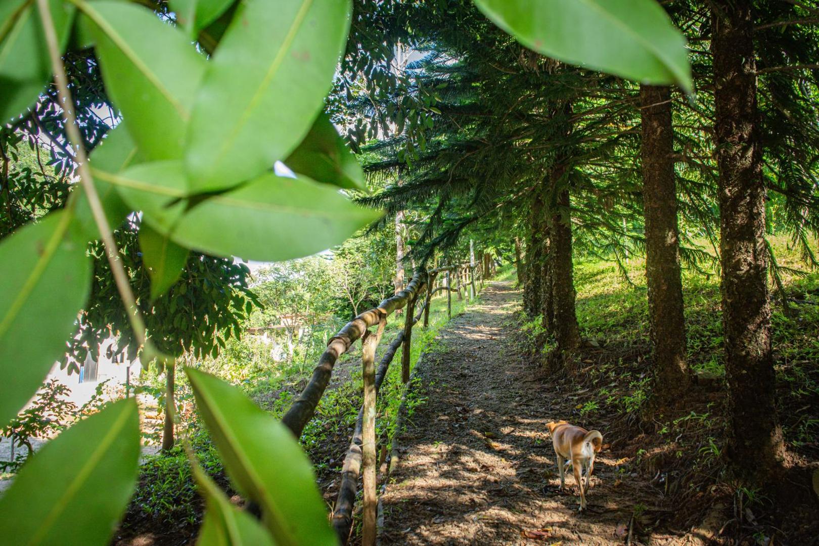Saíra Recanto De Serra