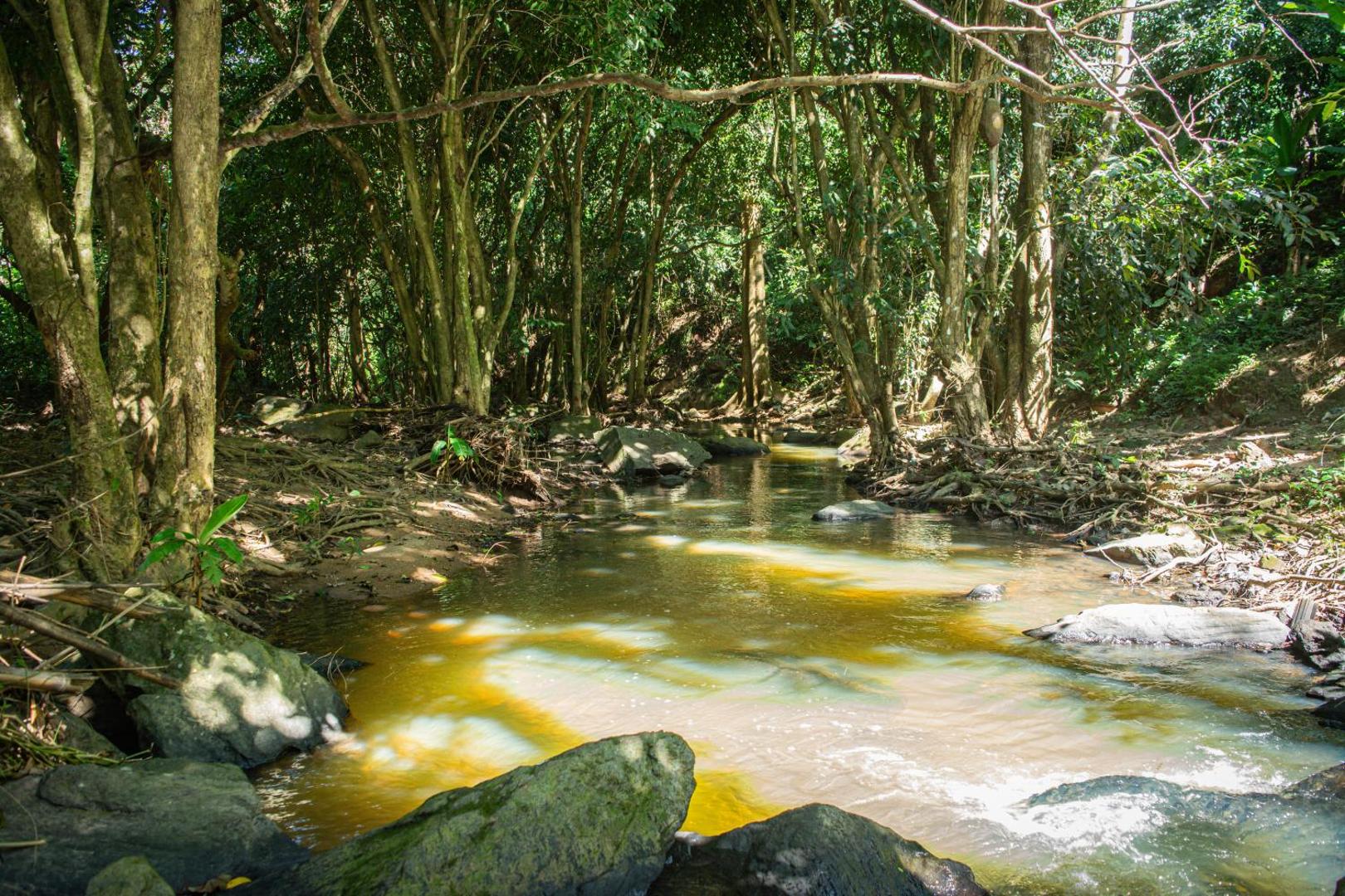 Saíra Recanto De Serra