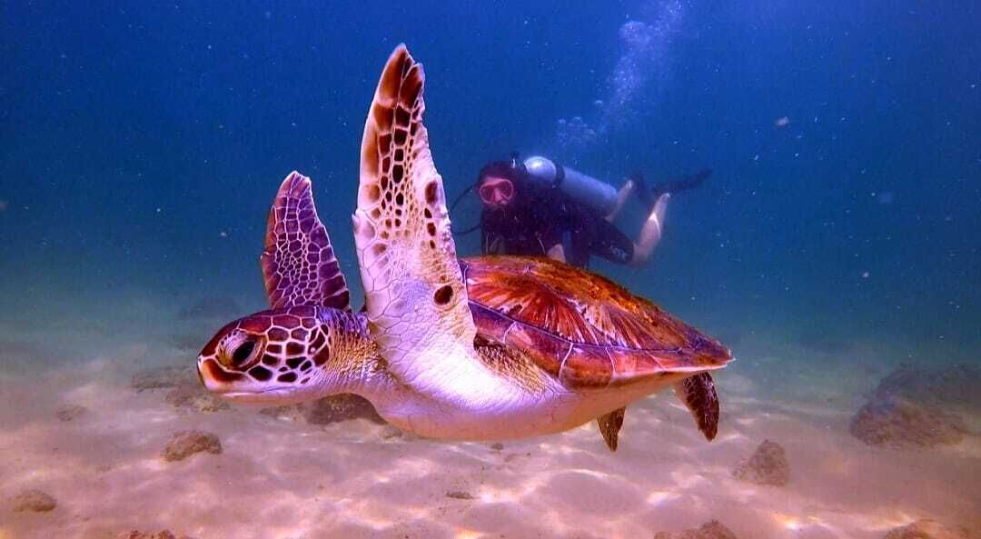 Pousada Barra Porto Rentals