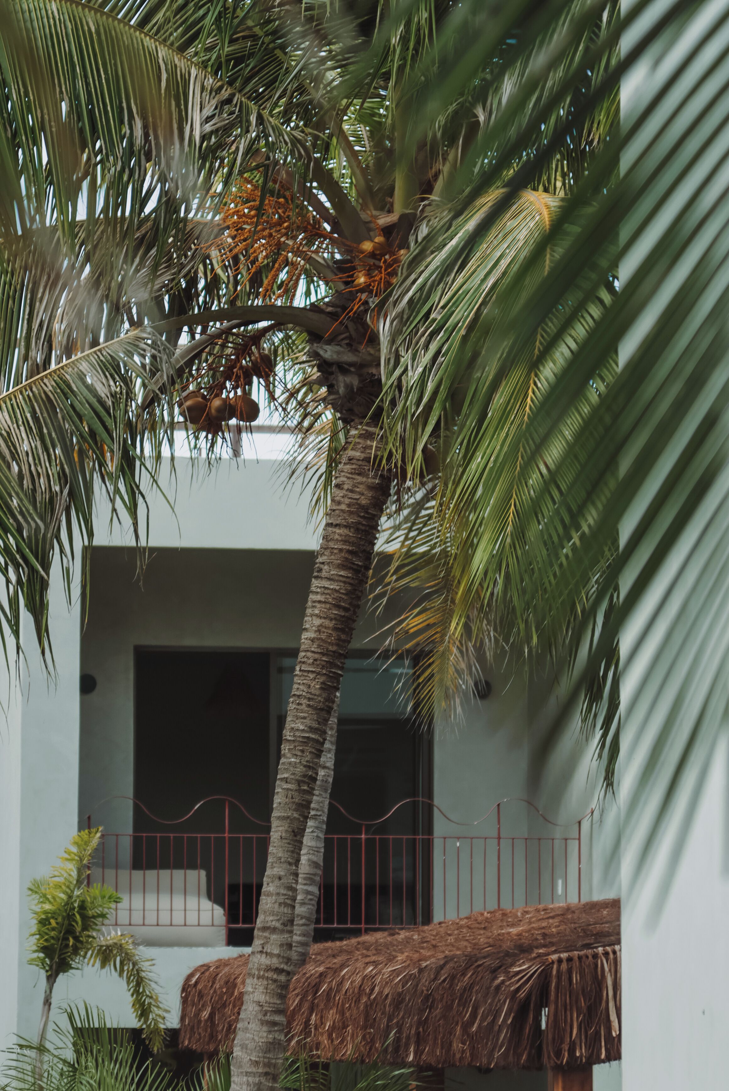 Luau Hotel