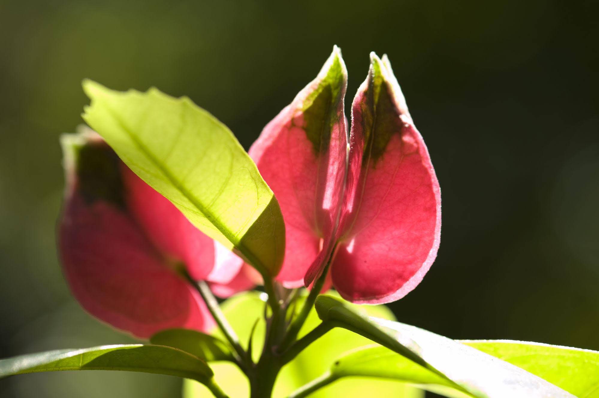 Mata N'ativa Pousada