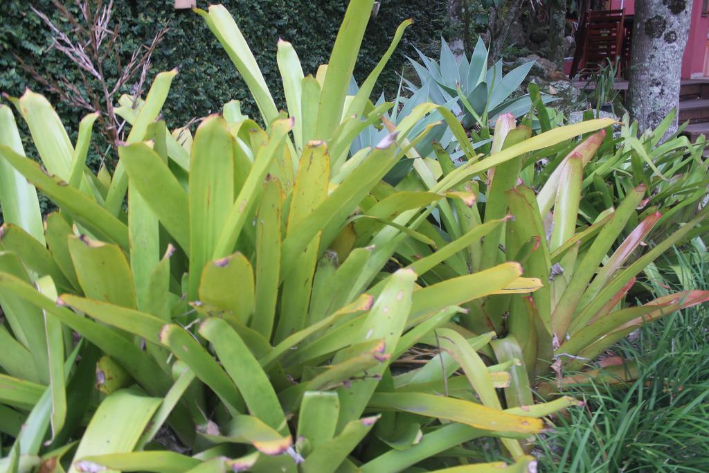 Dubai Bungalows Bombinhas