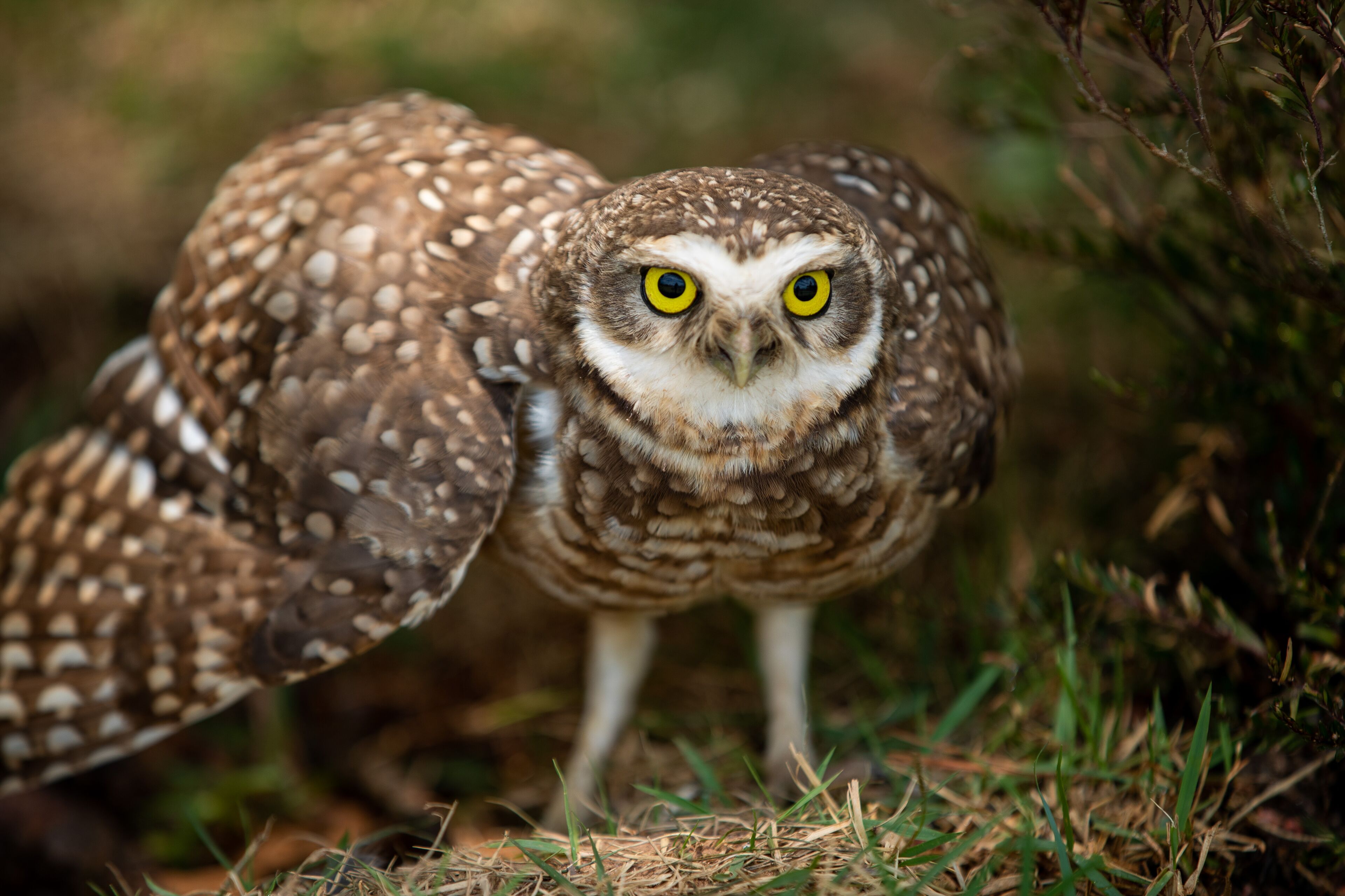 Makkai Resort Bombinhas