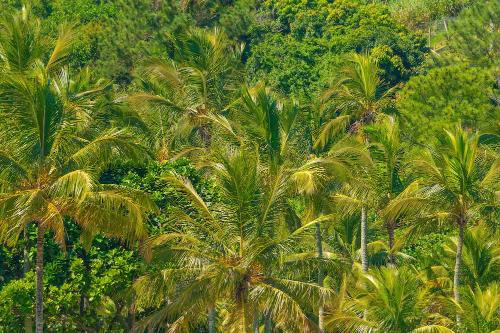 Pousada Vila Barequecaba