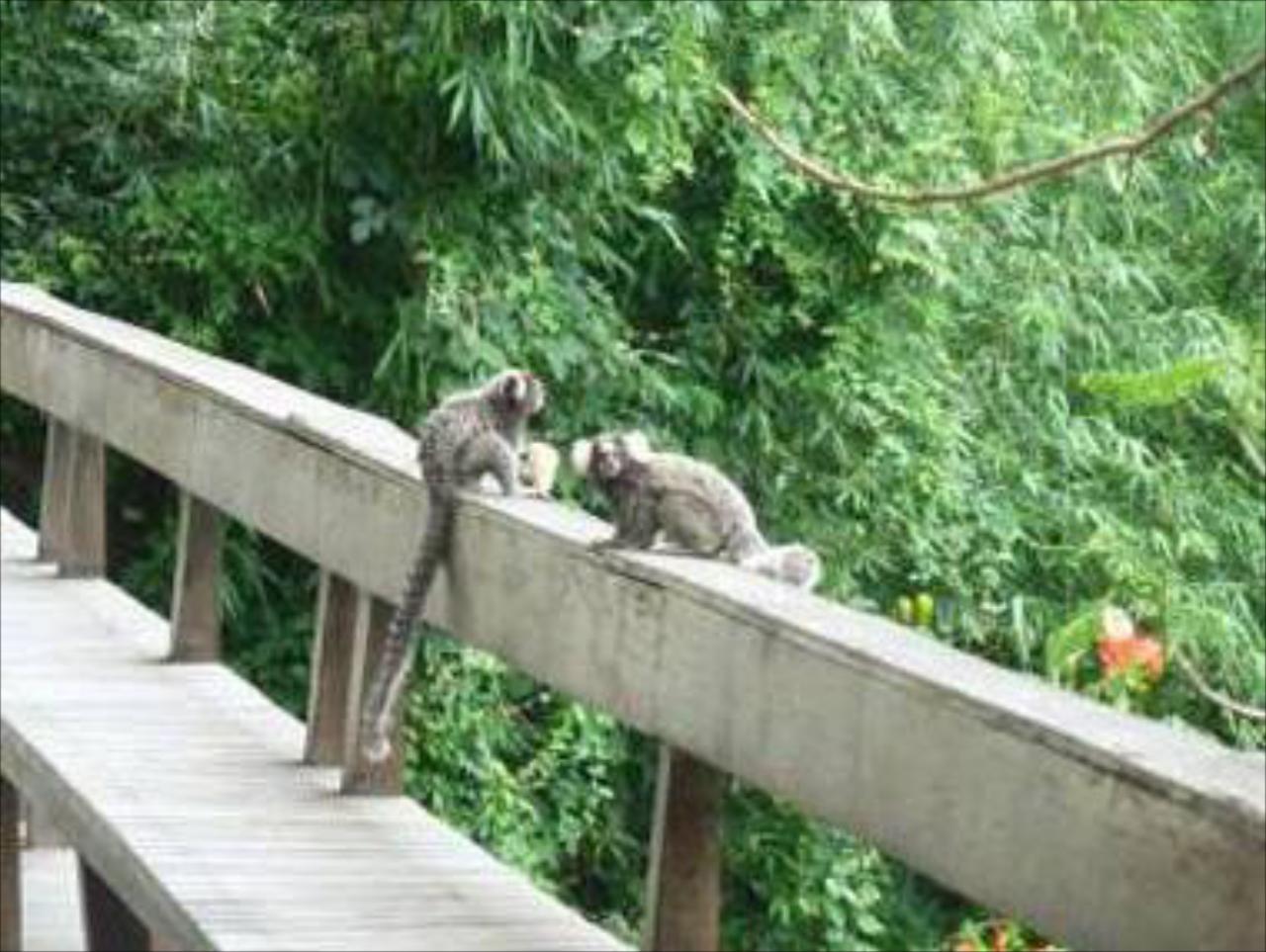 Rio Nature Adventure Hostel