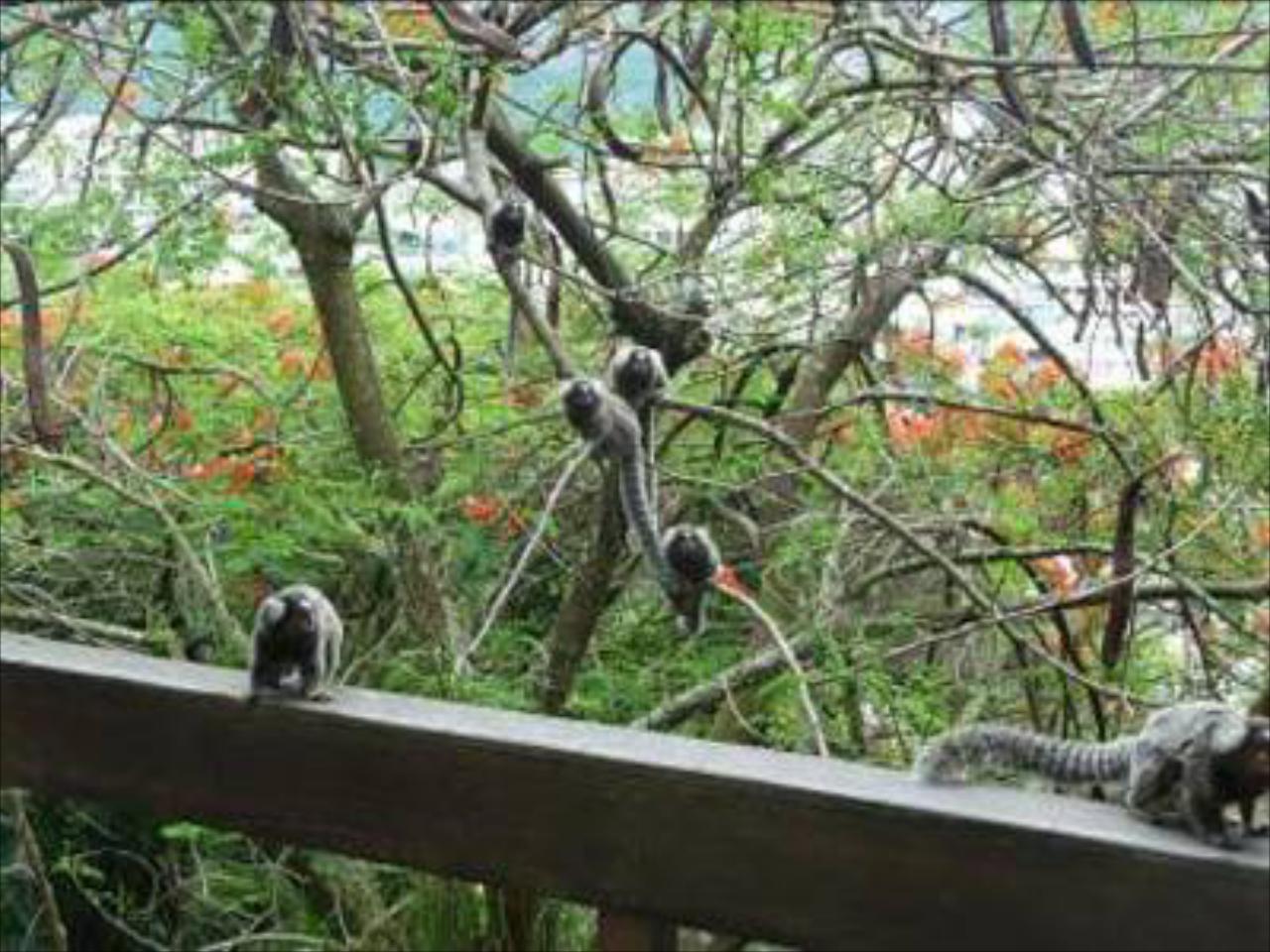 Rio Nature Adventure Hostel