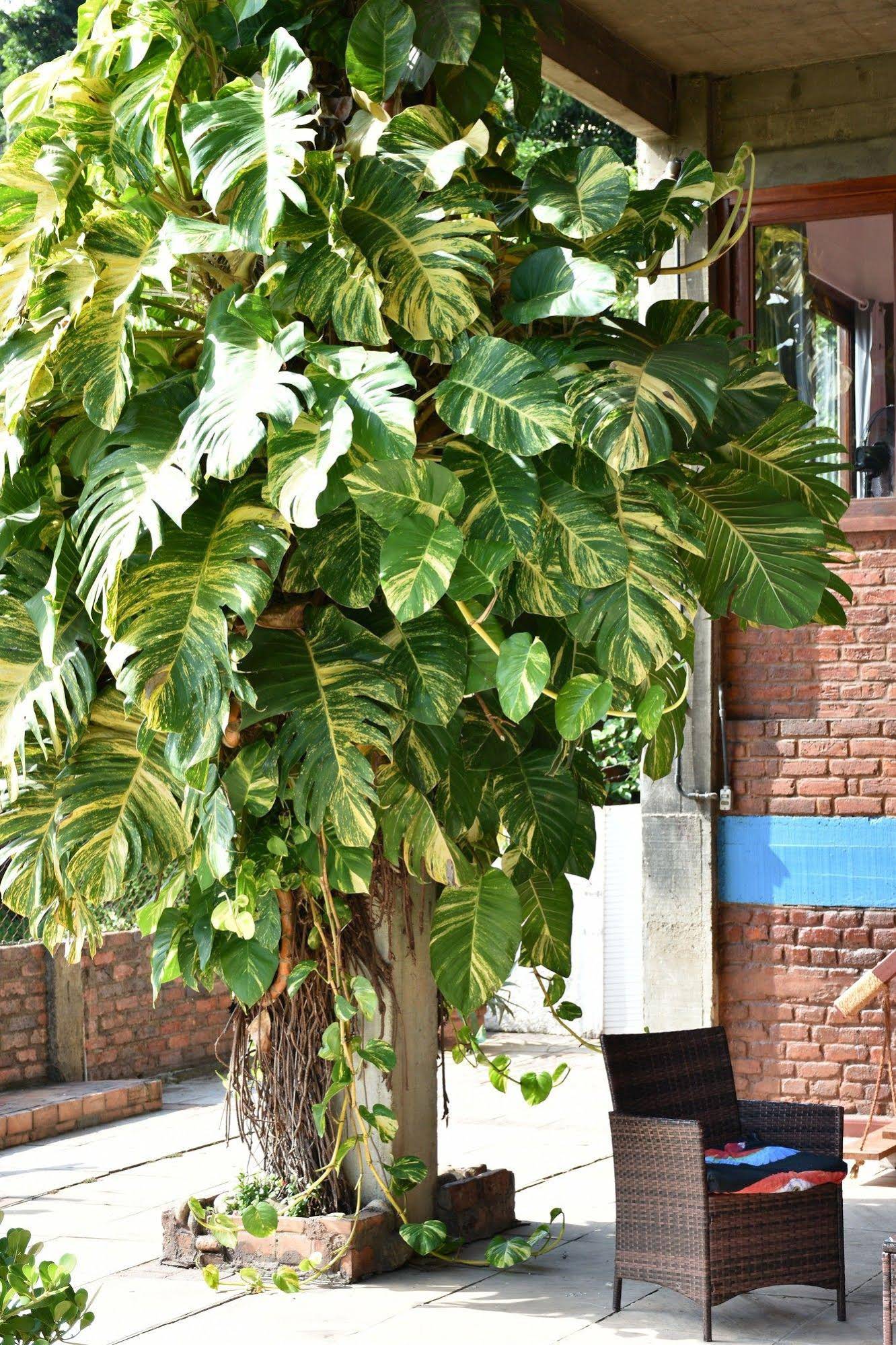 Casa Insanta