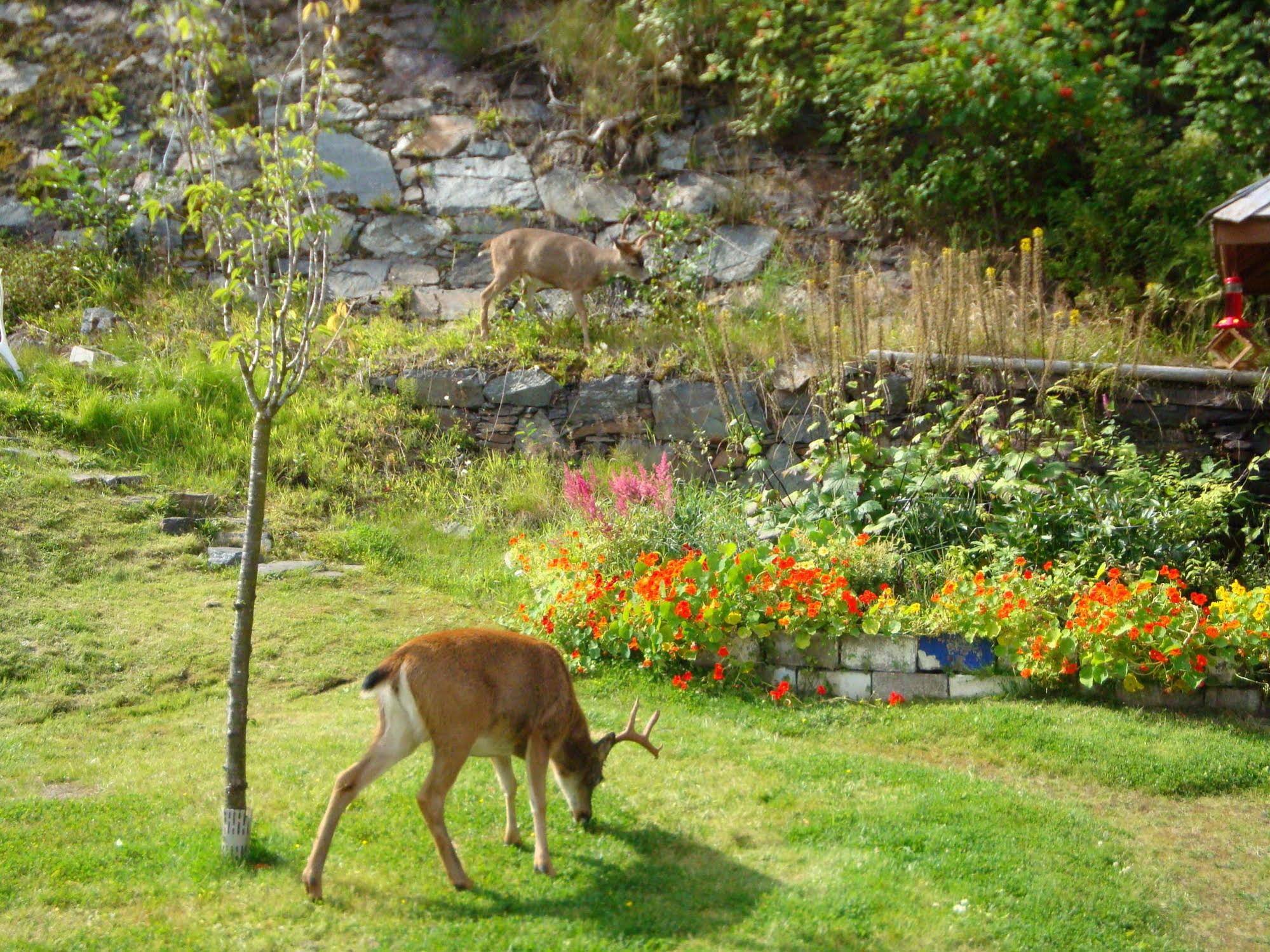 Cow Bay Pioneer Guesthouse