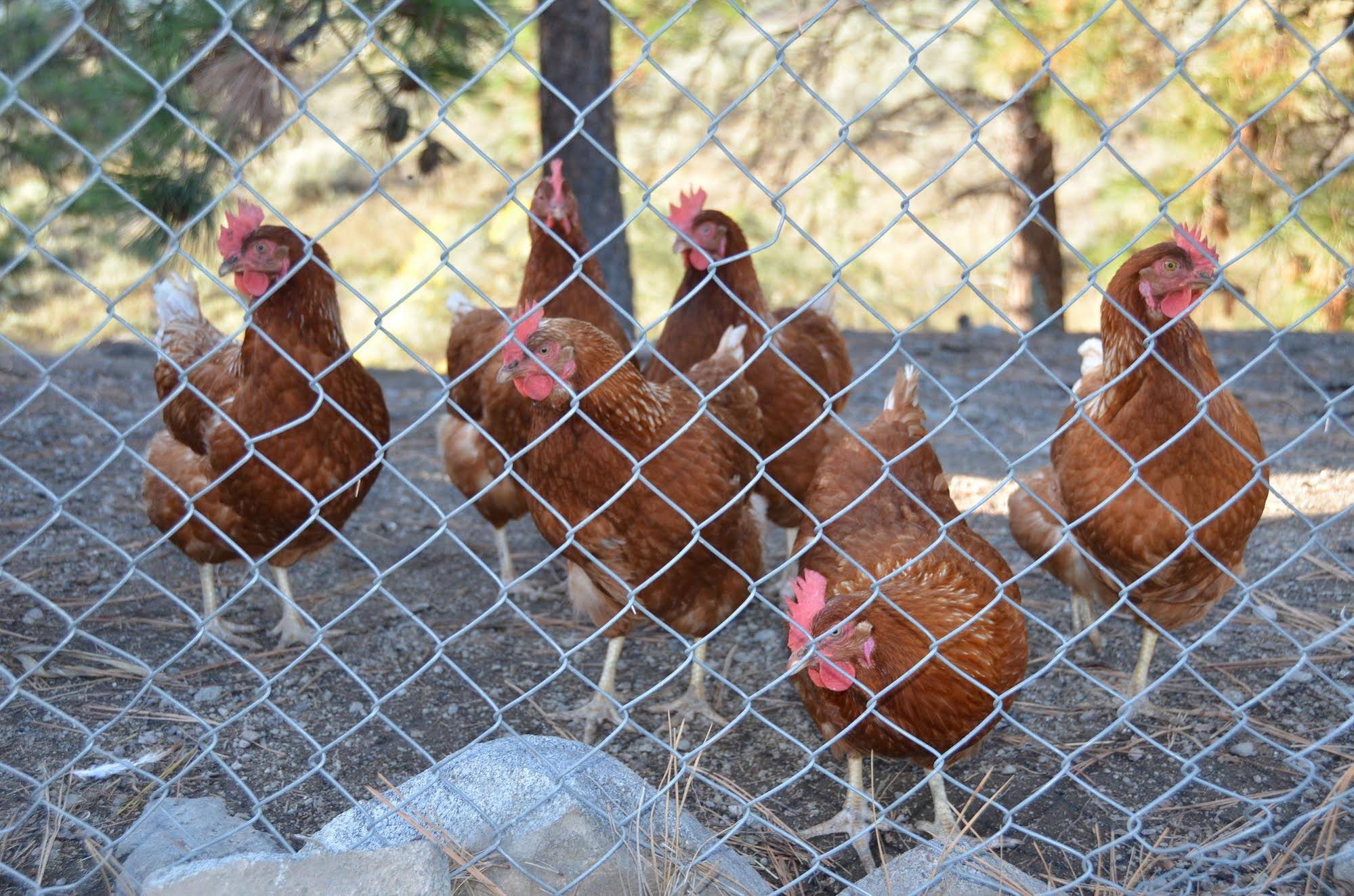 Wildhorse Mountain Guest Ranch