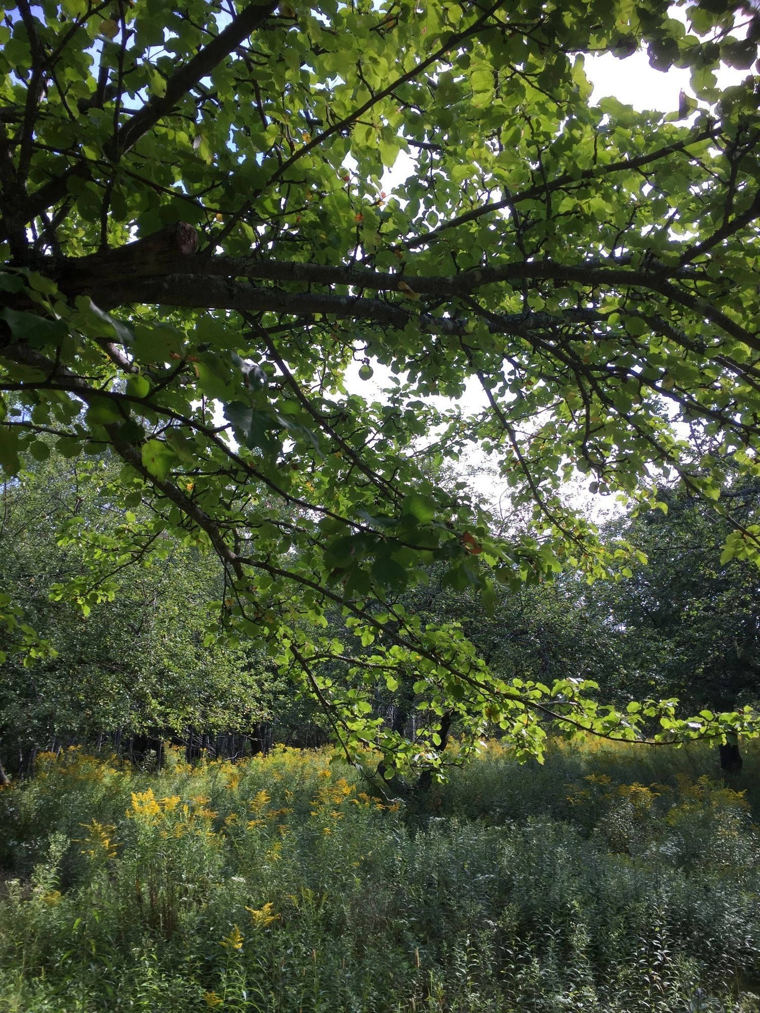 Four Winds Bed and Breakfast