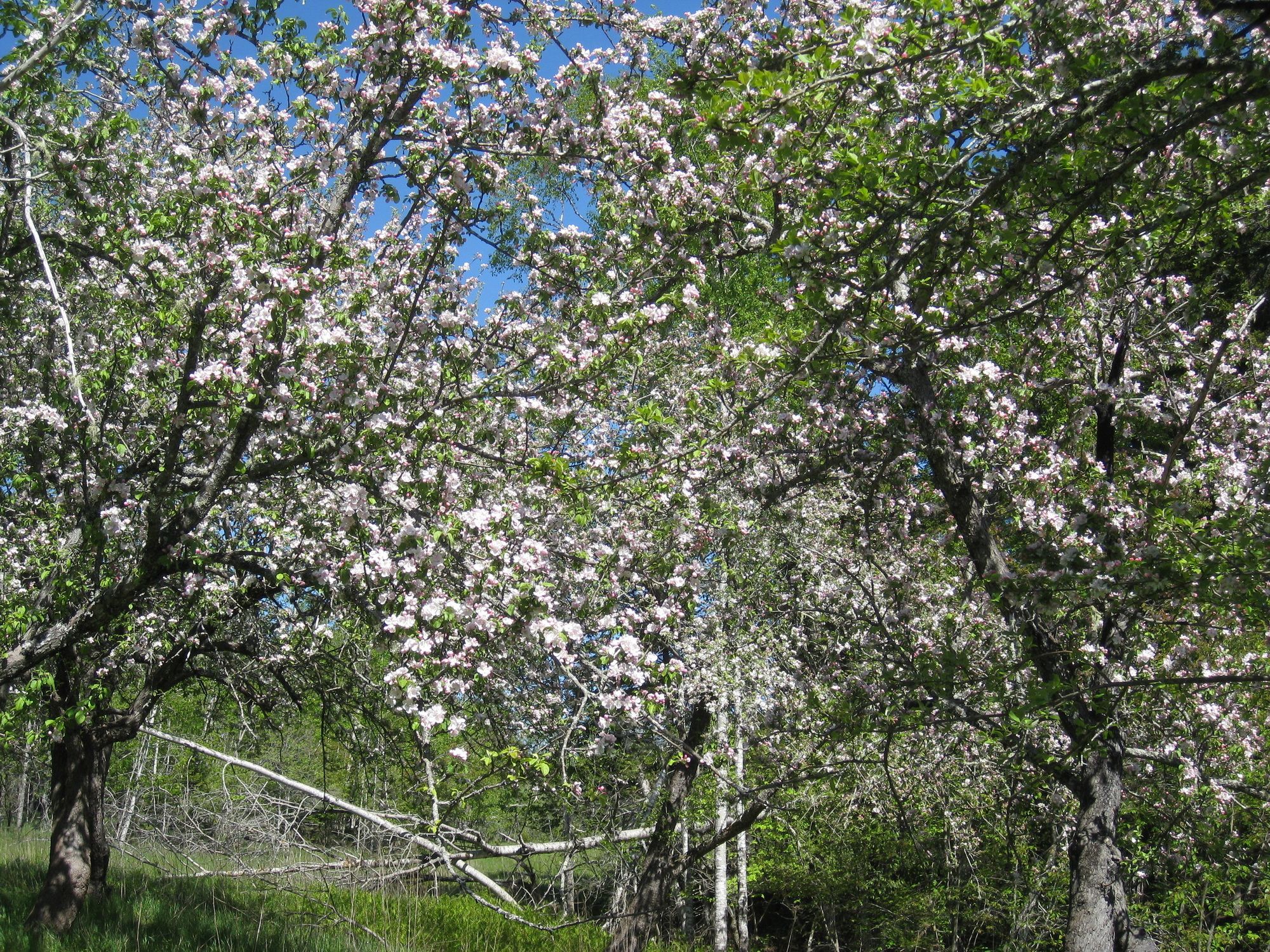 Four Winds Bed and Breakfast