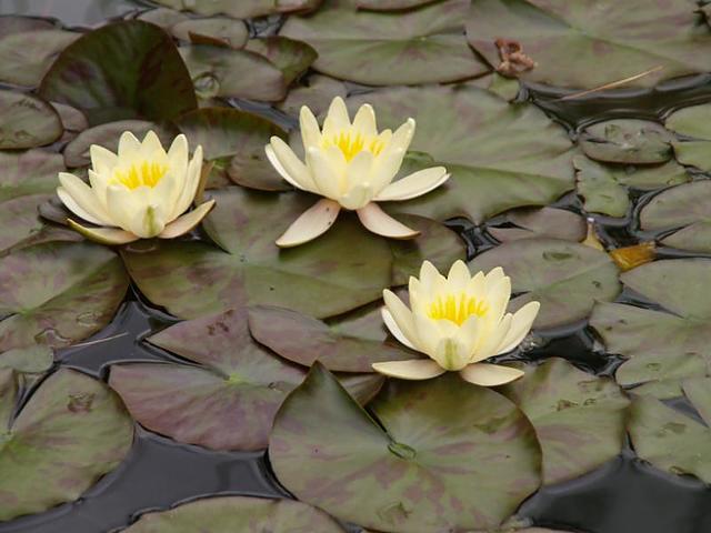 By The Pond Bed And Breakfast