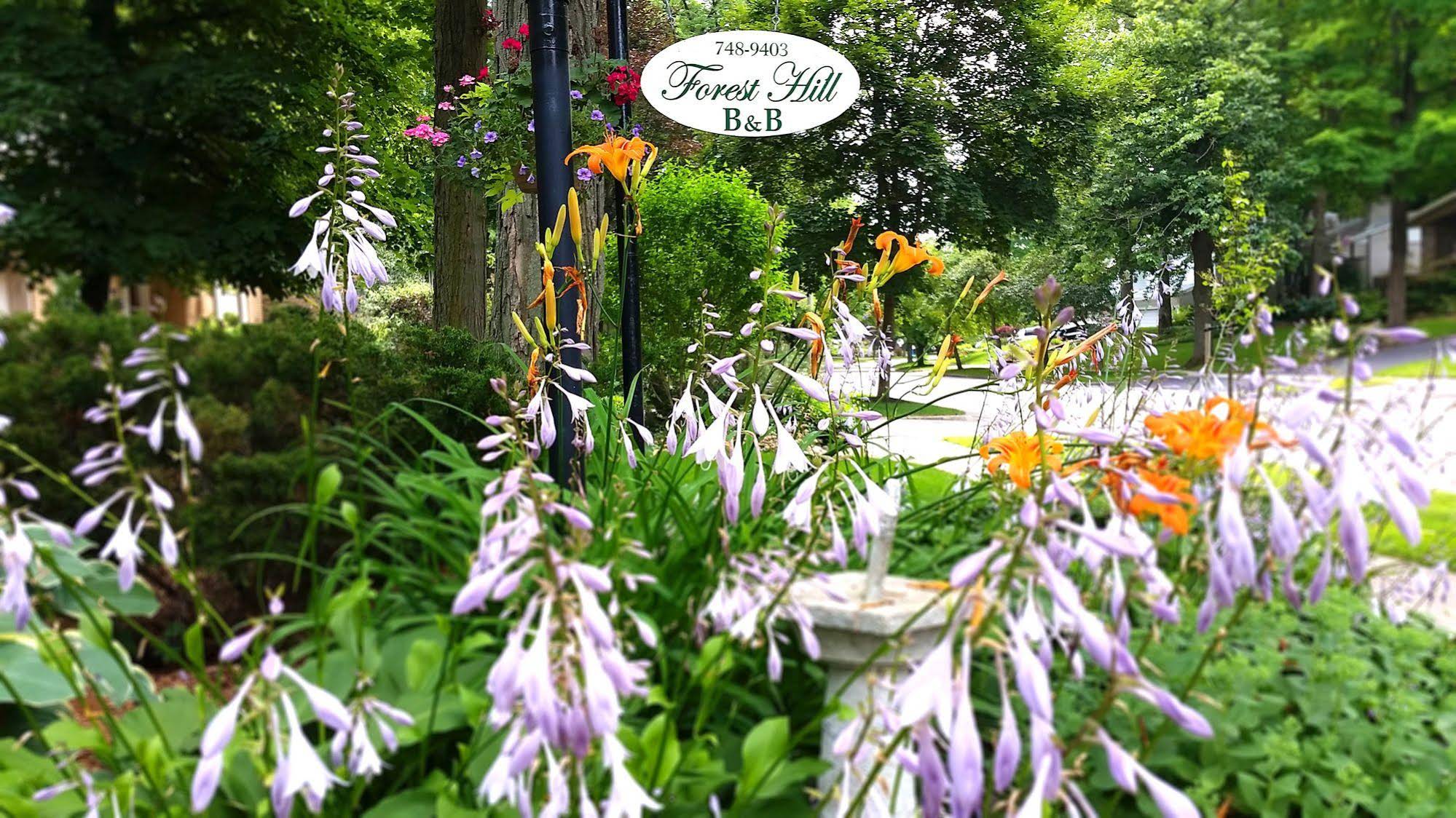 Forest Hill Bed & Breakfast