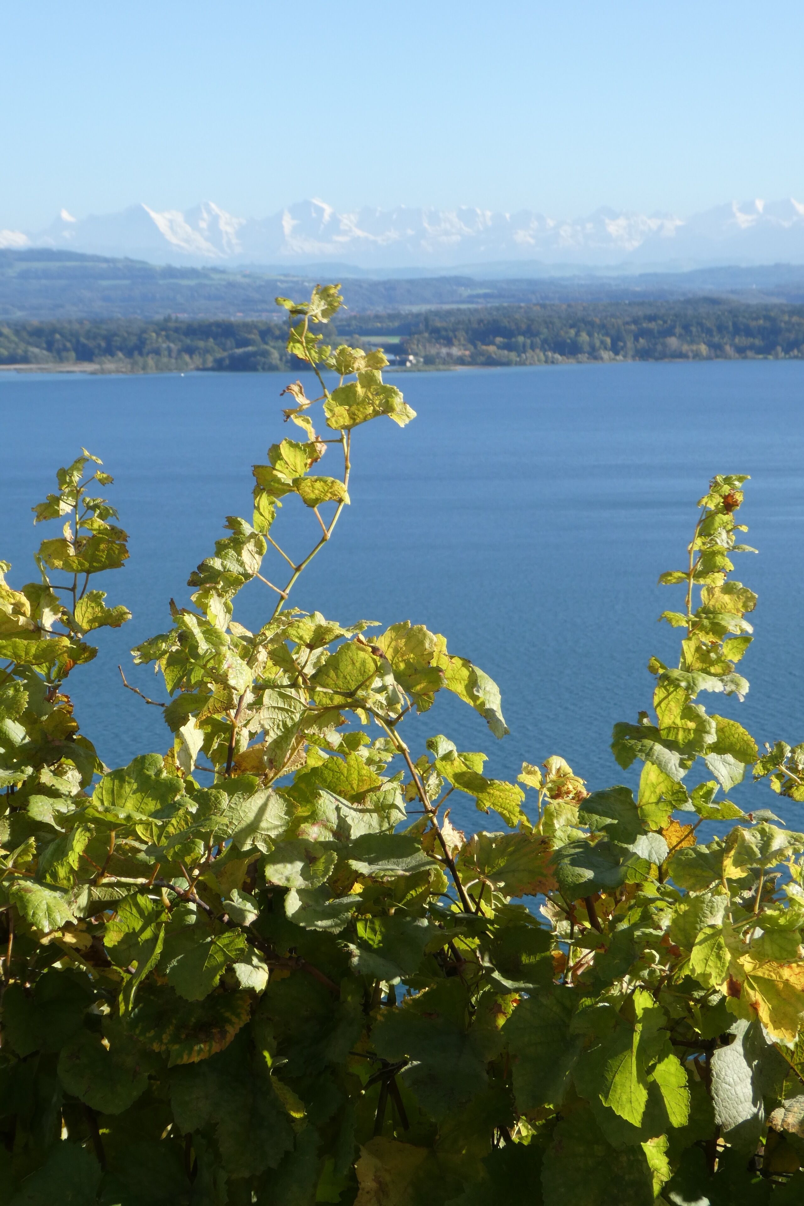 Bed & Breakfast La Petite Thielle