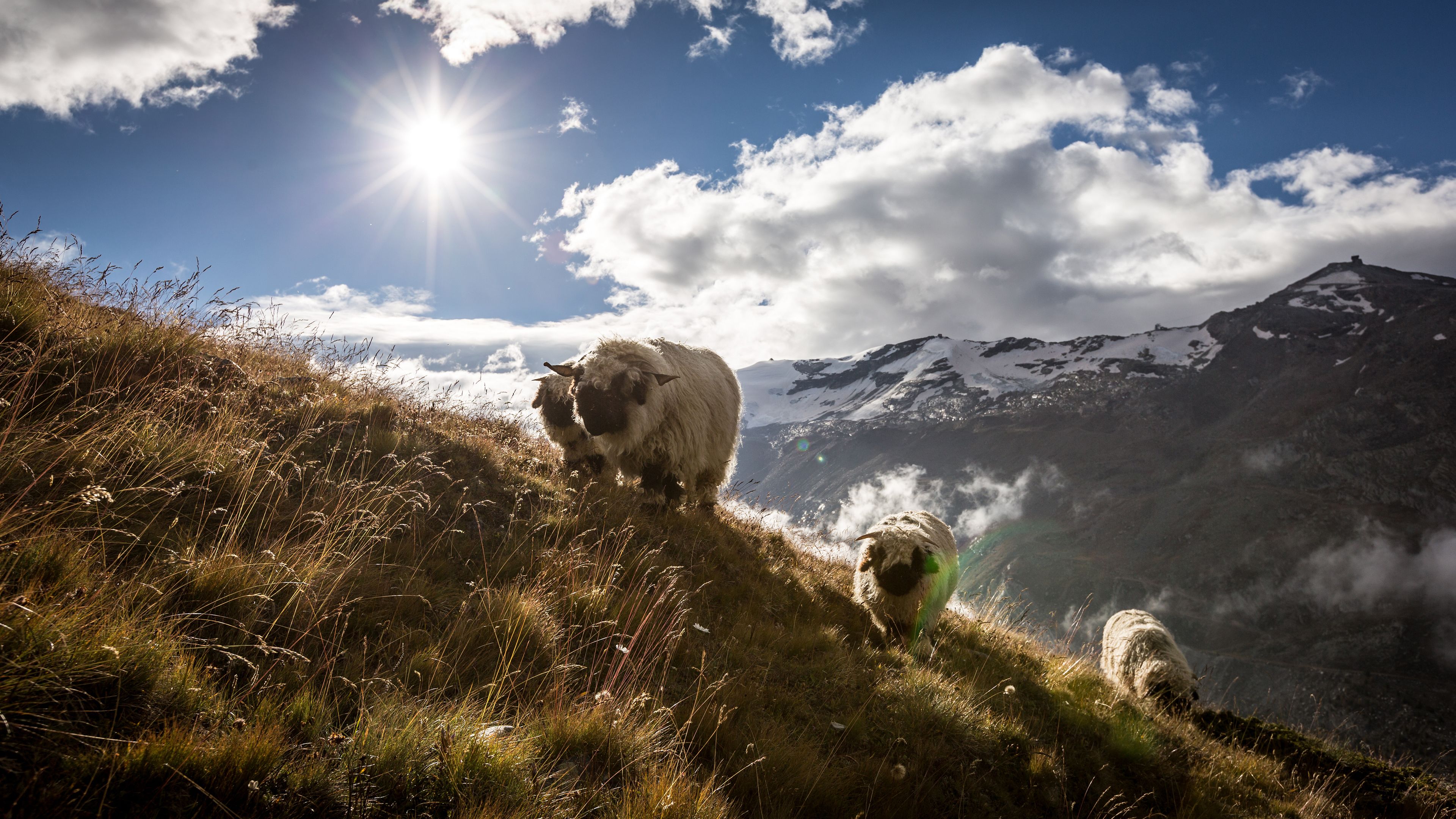 Jägerhof Hotel & Apartements