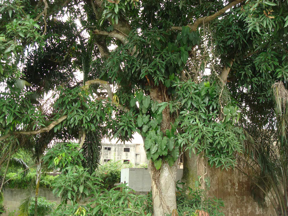 Villa Mango