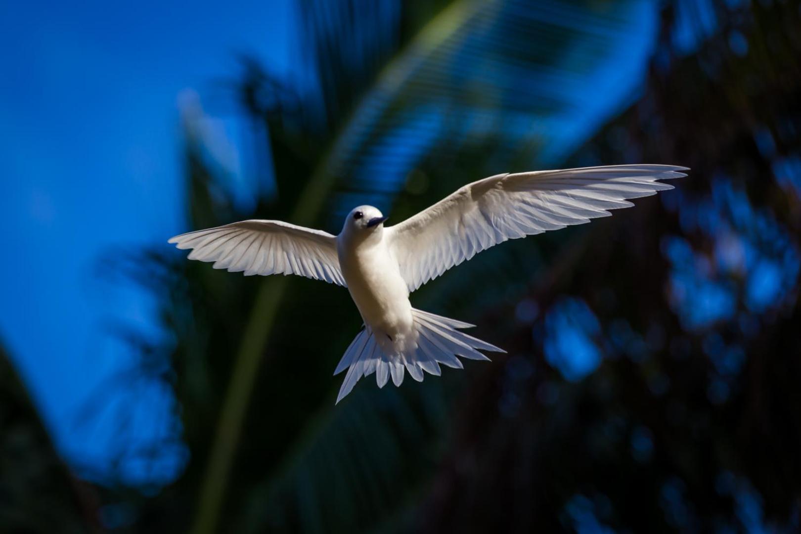 Aitutaki Lagoon Private Island Resort (Adults Only)