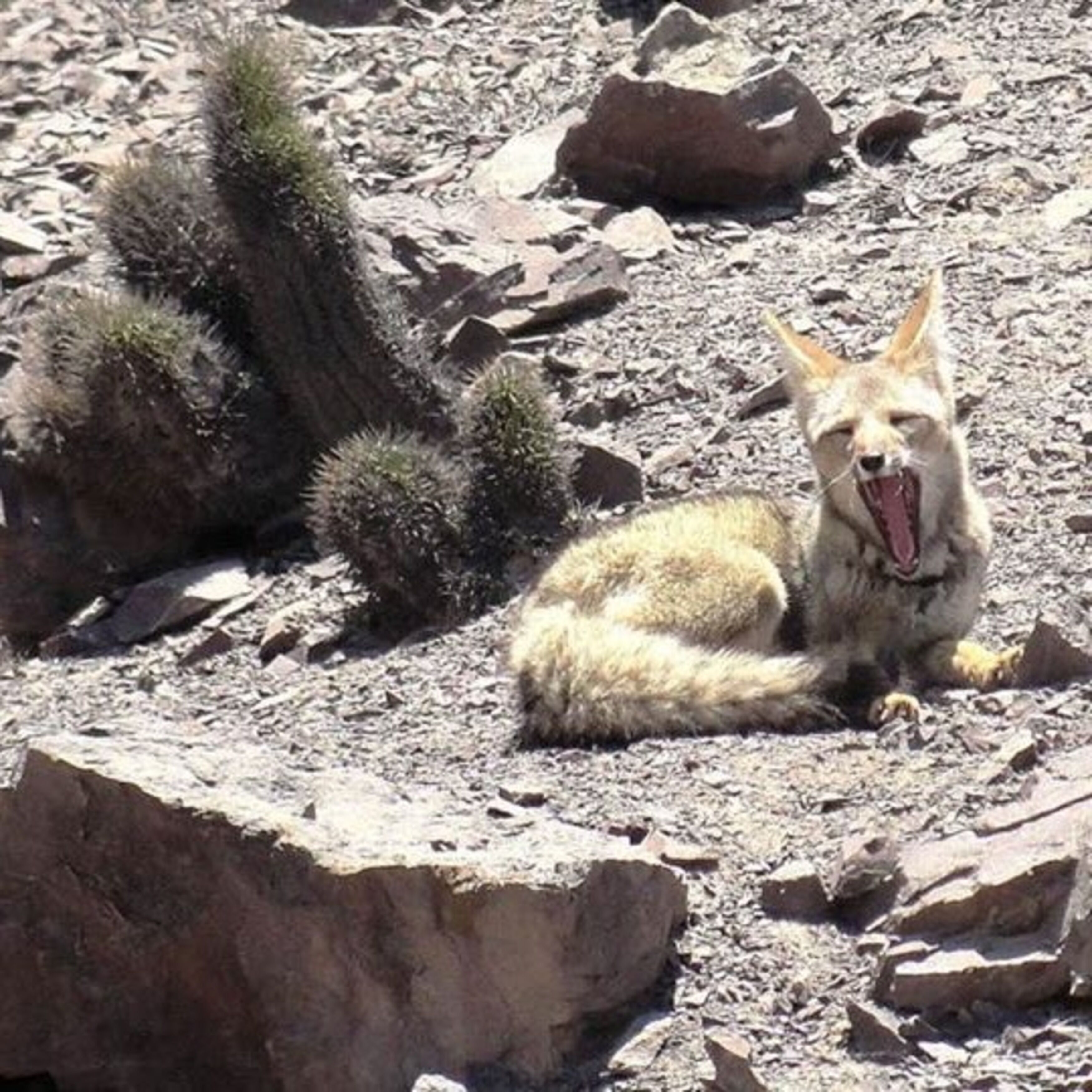 Pircas De Arboleda