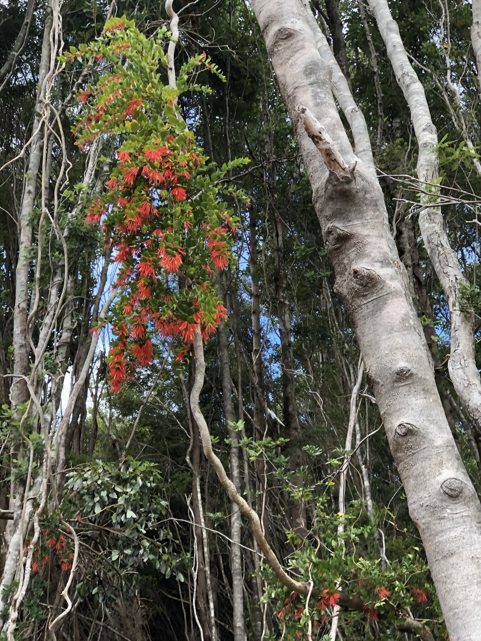 Lodge Parque Tepuhueico