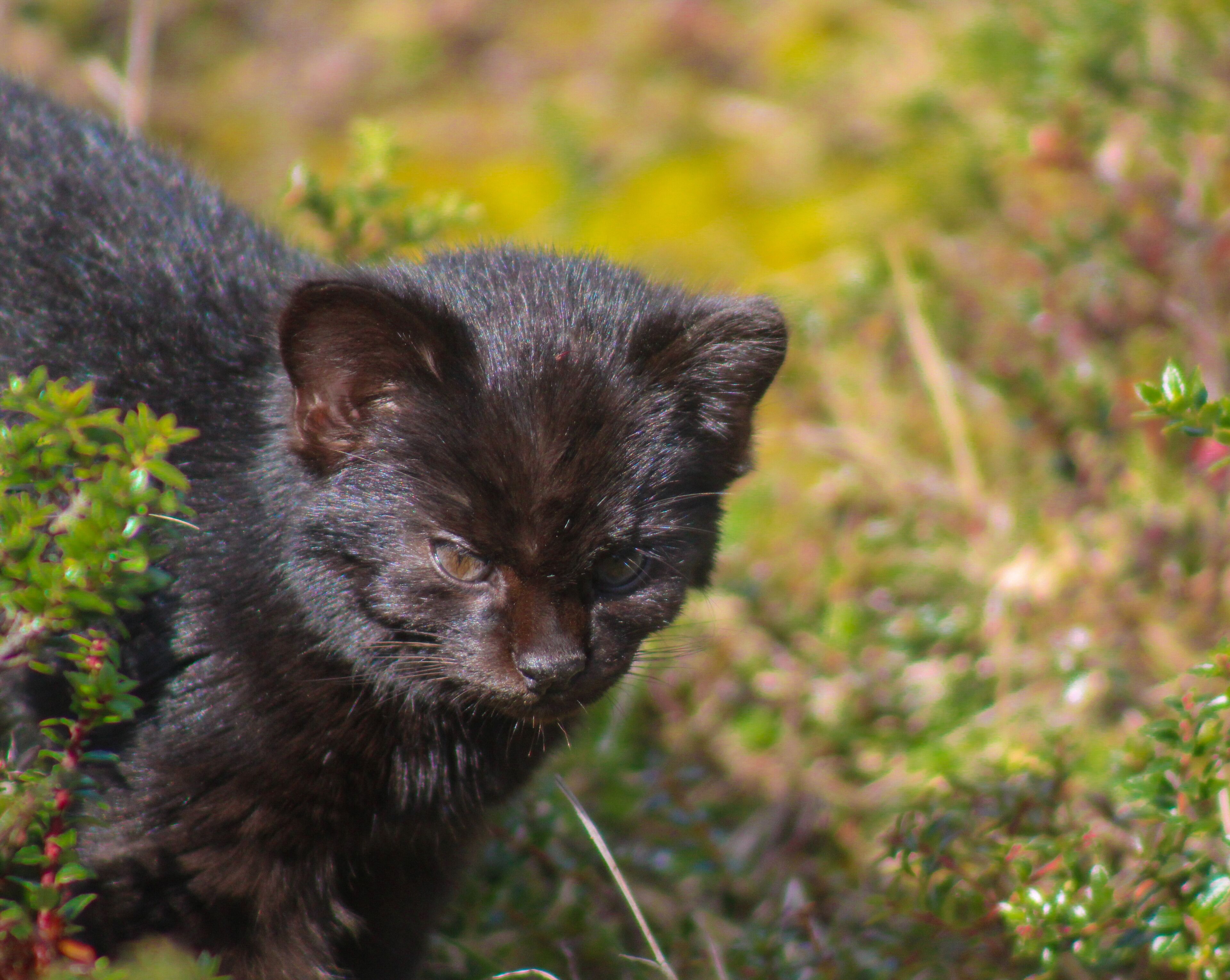 Lodge Parque Tepuhueico