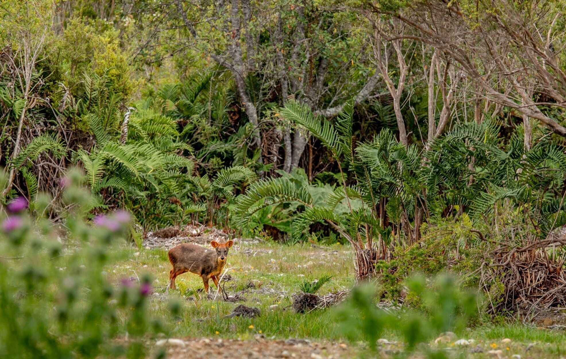 Lodge Parque Tepuhueico
