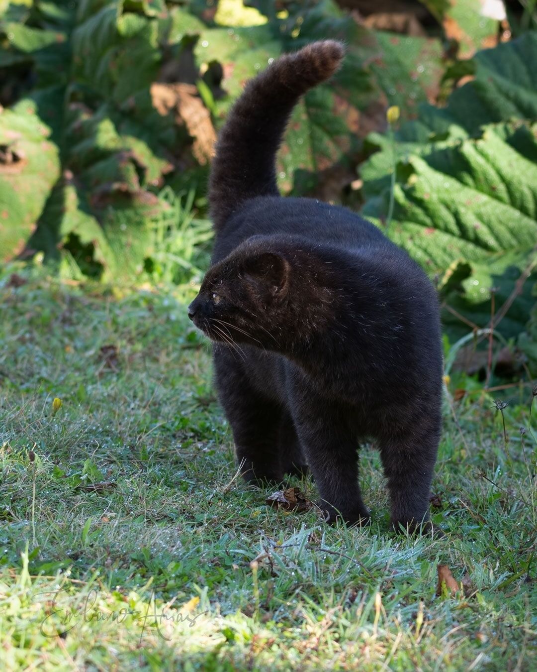Lodge Parque Tepuhueico