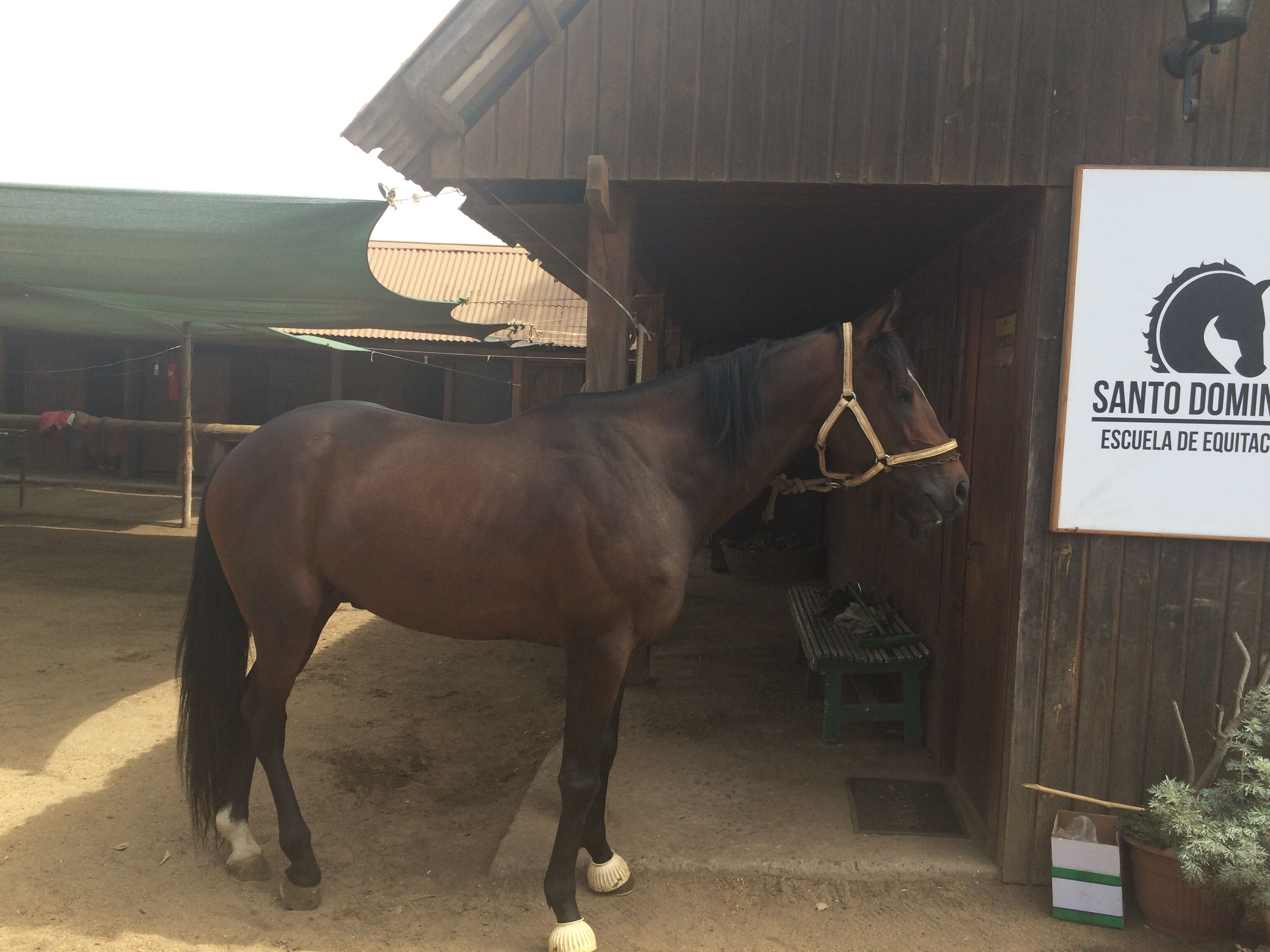 Hotel Scandinavia B&B