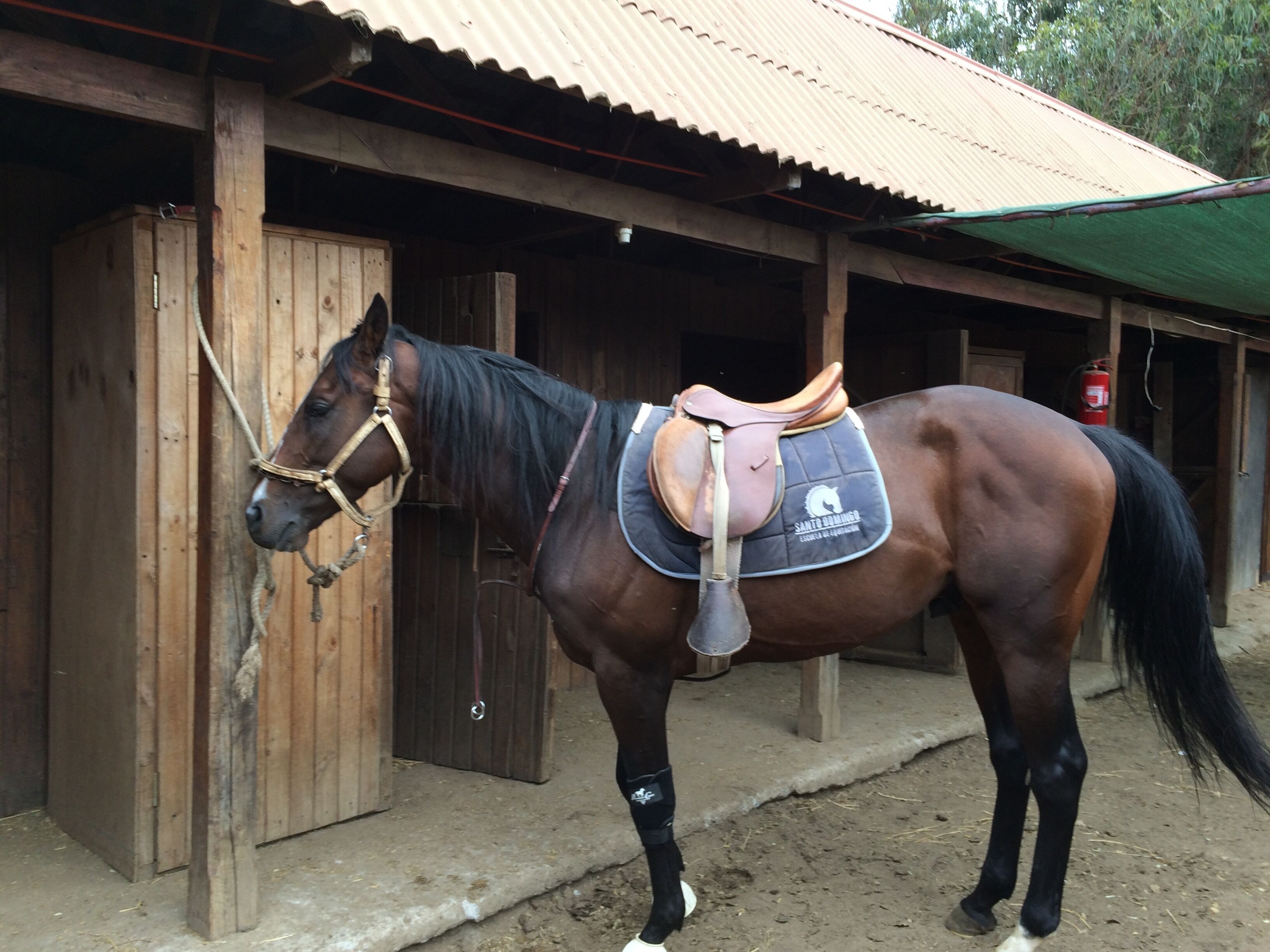 Hotel Scandinavia B&B