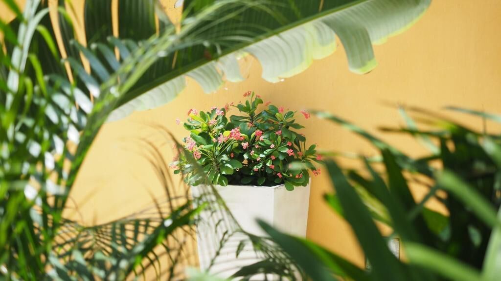Hotel Casa Cytia