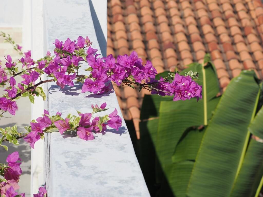 Hotel Casa Cytia