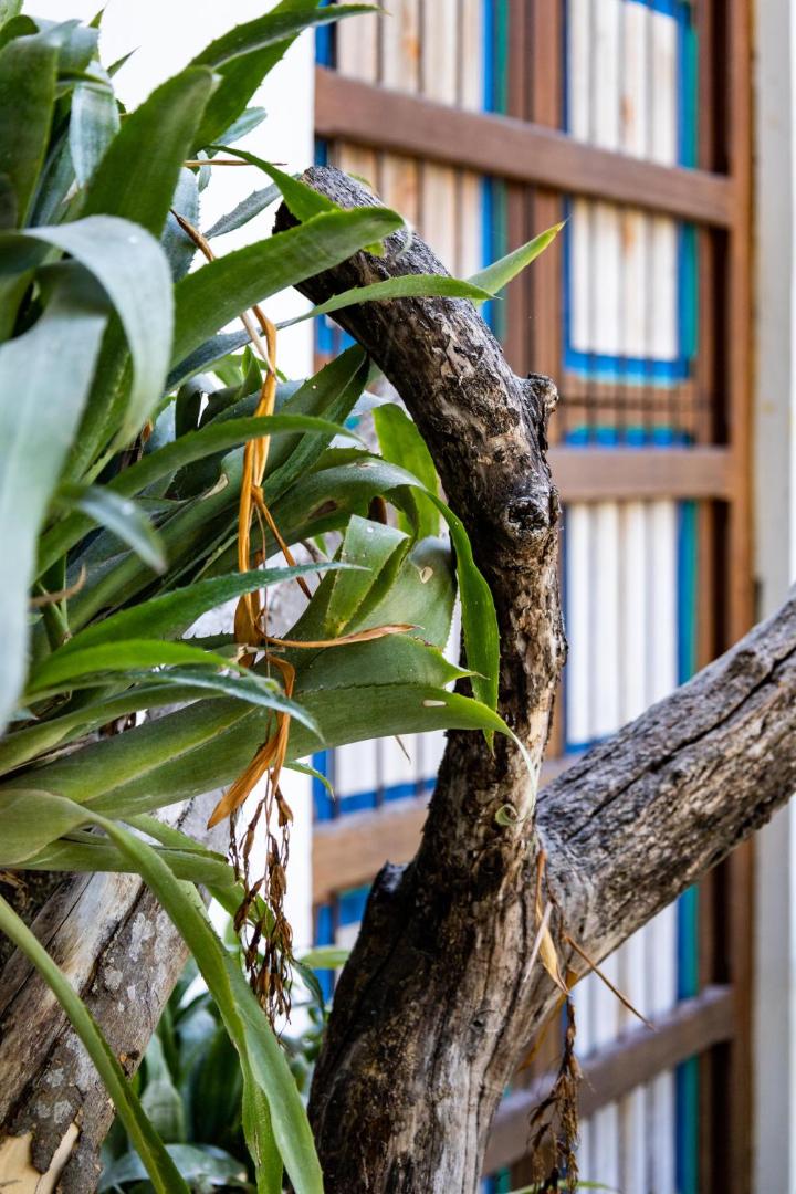 Casa Jacaranda Hotel Boutique