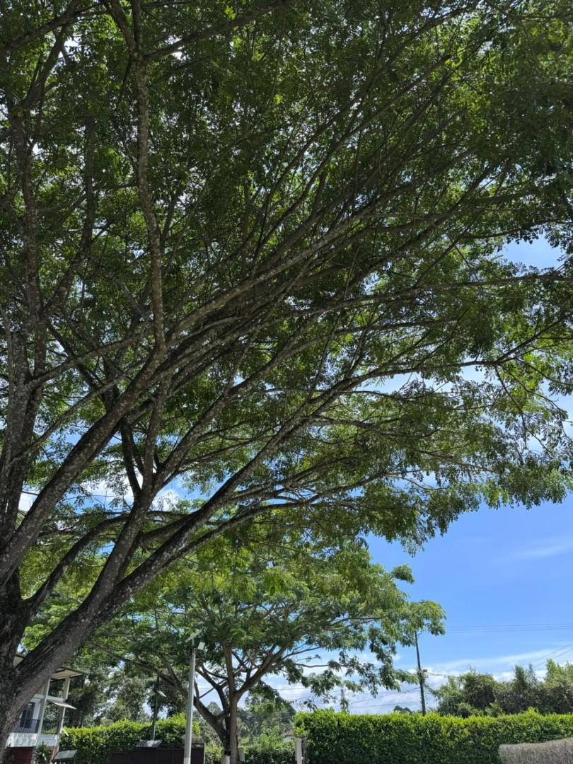 Hotel Palo Grande CF Pereira