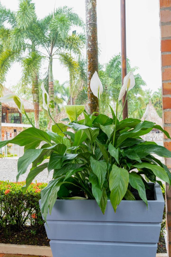 Hotel Palma Verde Villavicencio