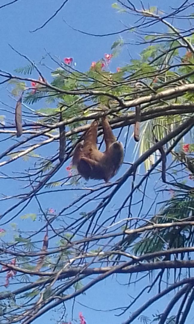 Hotel Escape Caribeno