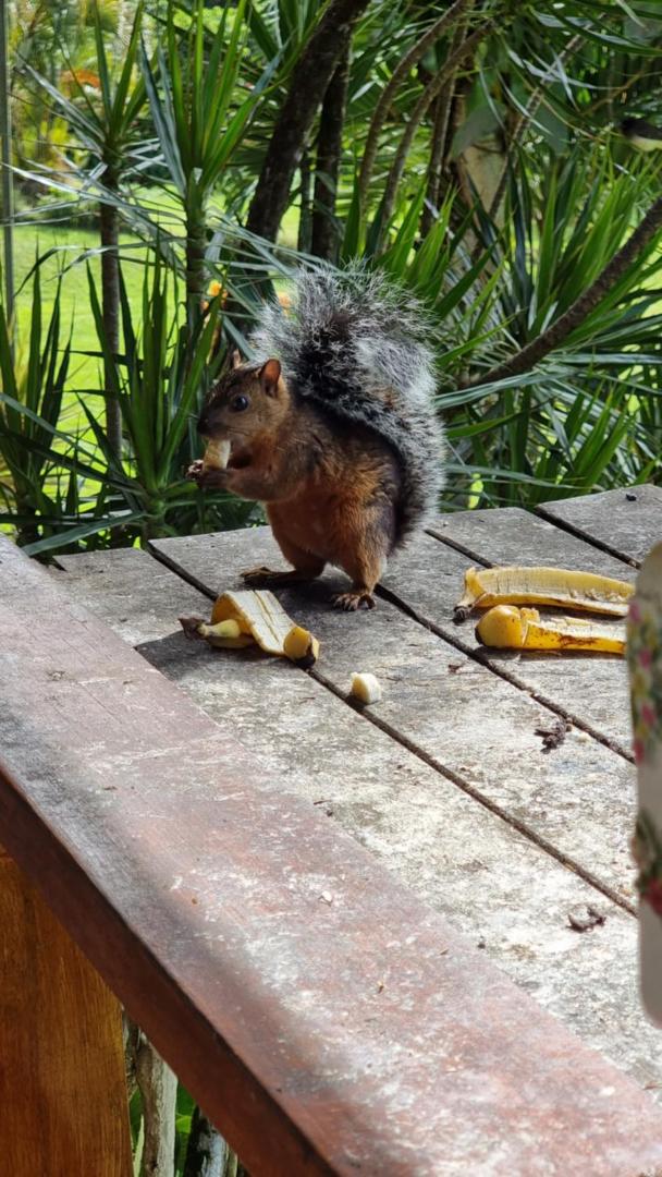 Hotel La Rana de Arenal