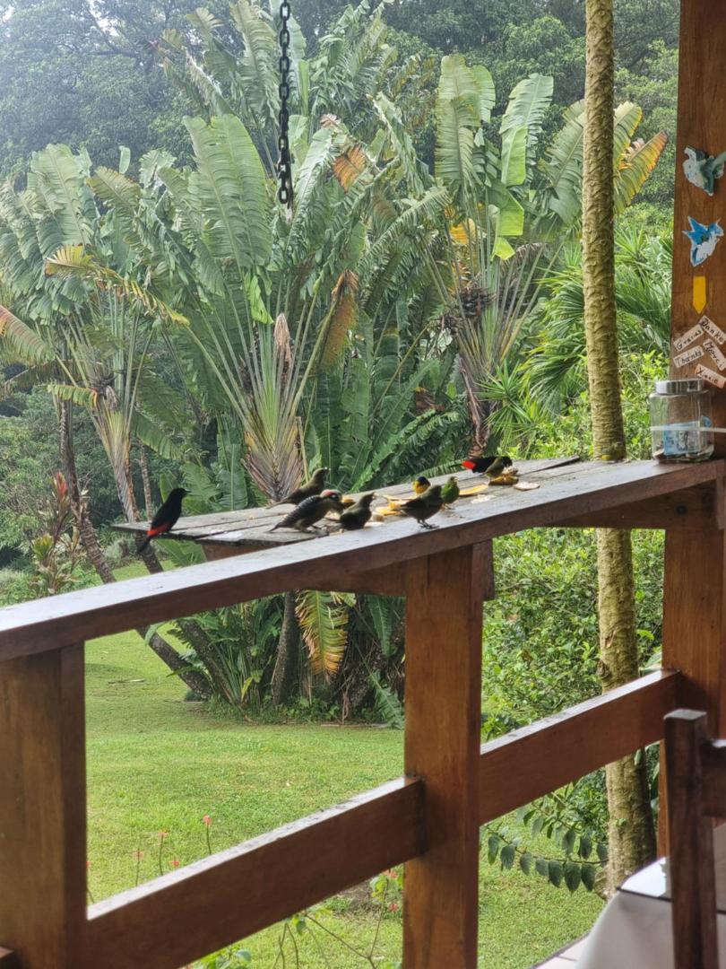 Hotel La Rana de Arenal