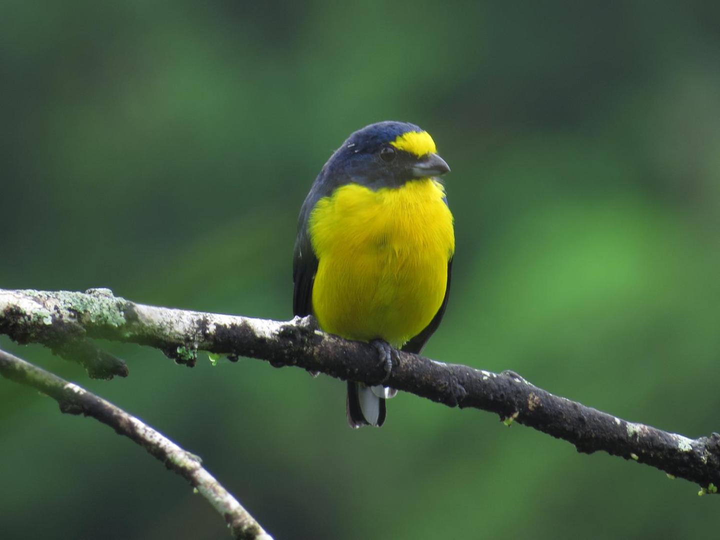 Hotel La Rana de Arenal