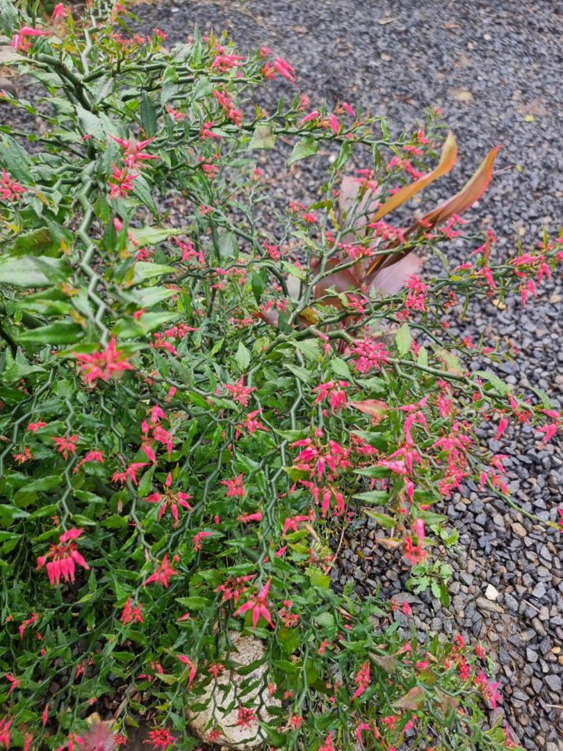 Hotel La Rana de Arenal