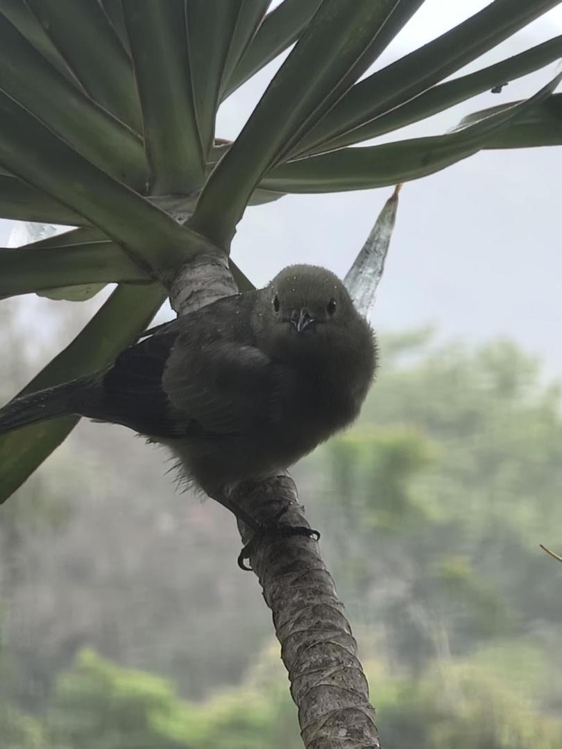 Hotel La Rana de Arenal