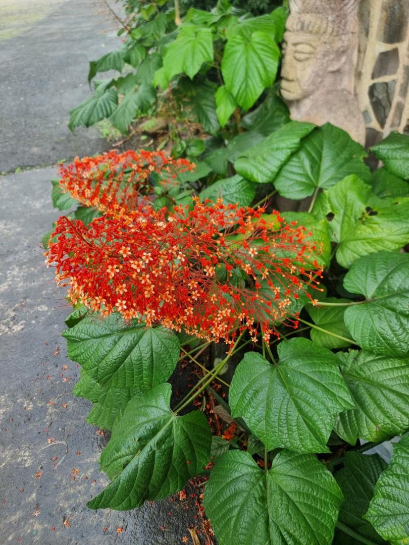 Hotel La Rana de Arenal