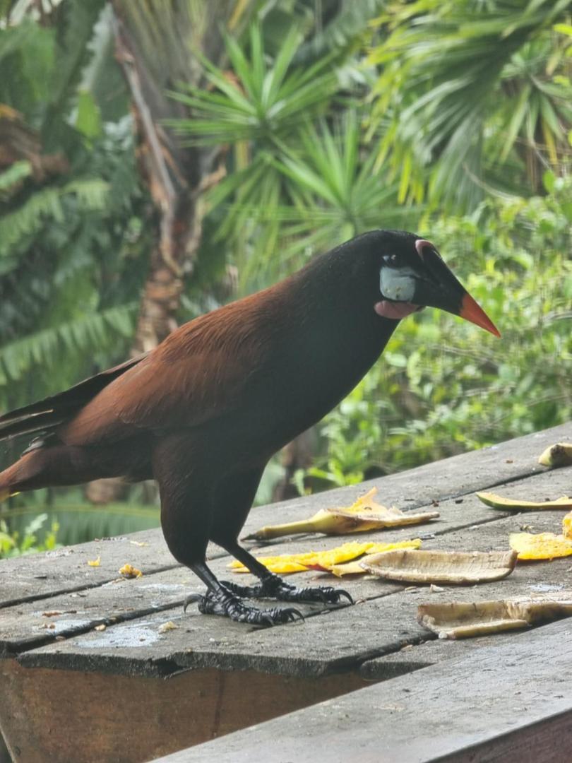 Hotel La Rana de Arenal