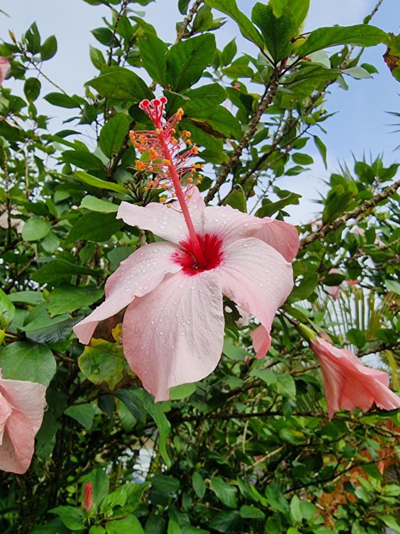 Hotel La Rana de Arenal