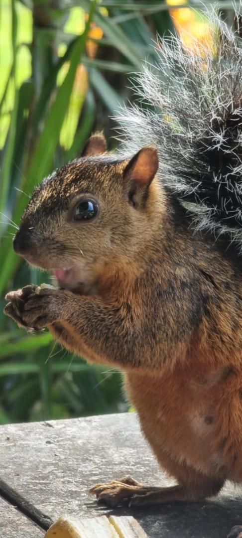 Hotel La Rana de Arenal