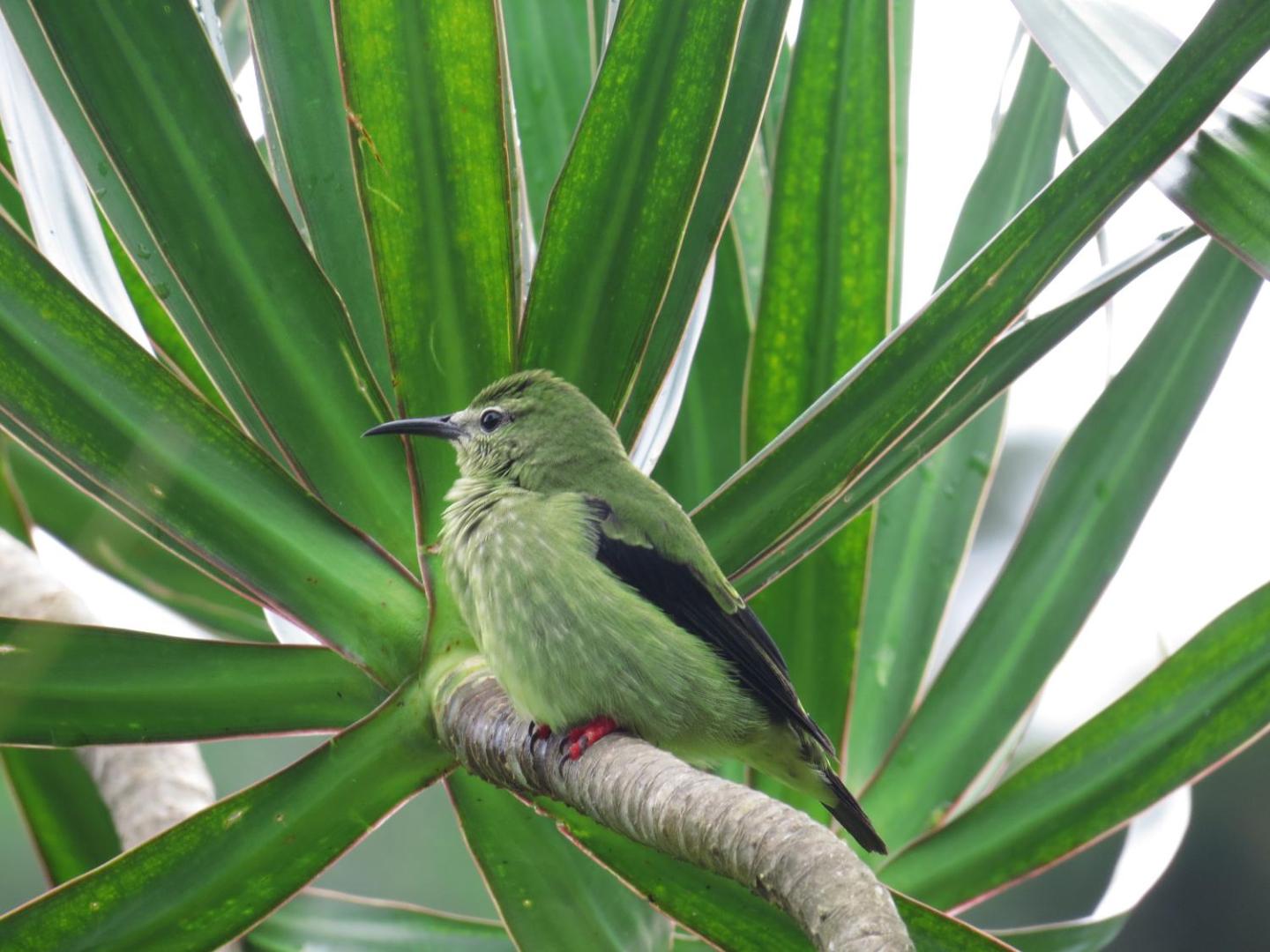 Hotel La Rana de Arenal